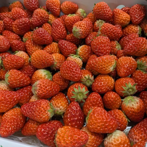 訳あり 紅ほっぺ 1.0kg　加工・ジャム用など