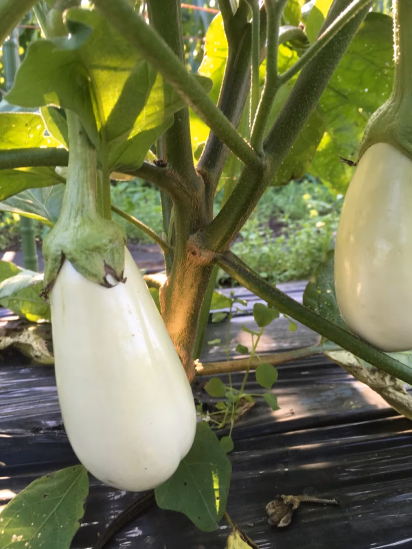 【お試し販売】白黒ナスセット　１キロ