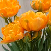 元気なオレンジ　チューリップ　オルカ