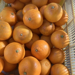 【10kg限定！愛媛が誇る高級柑橘！】ふぞろいのまどんなたち！（ご家庭用）