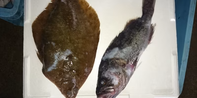 市場に出しても赤字。これが未利用魚の代表例です