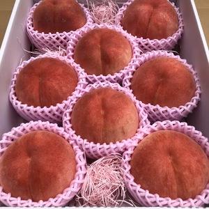 一度食べたらやめられない！！！硬くて甘い桃　山形県産　美春白桃　人気爆発中　