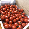 フツーのミニトマト、だけど旨い！　【クール便】
