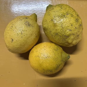 【特別栽培】　レモン　果汁用