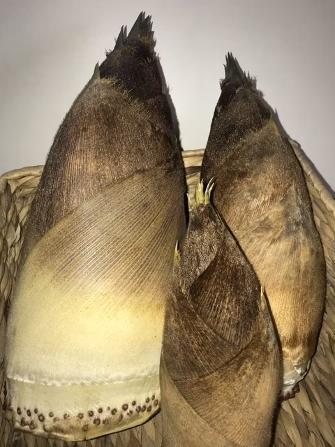 孟宗たけのこ◇朝採れ配送◇2.5キロ◇取れ次第順次発送