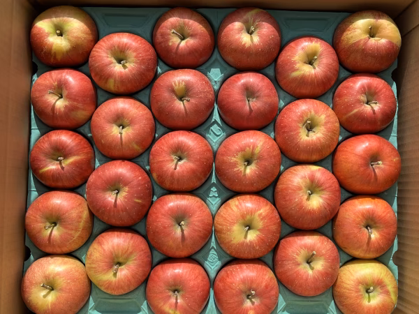 シャキッ！甘～い！超ミニ❗️食べきりサイズ！シナノスイート 28個