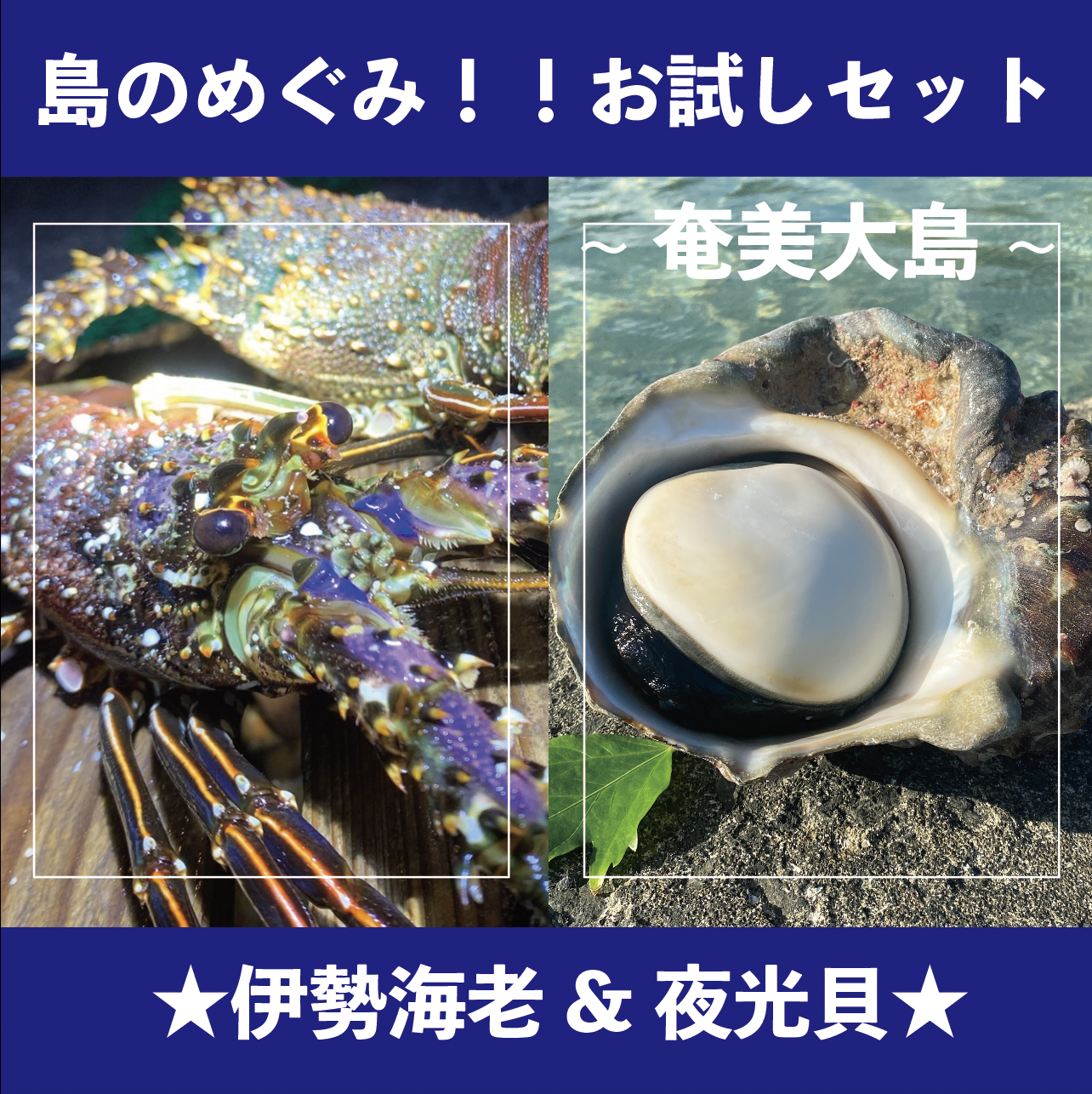 魚介類の産直通販・お取り寄せ商品｜ポケットマルシェ｜産地直送で旬の