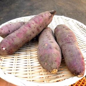 さつまいも　紅はるか（5㎏）ホクホク焼き芋にピッタリ（＾＾）!!