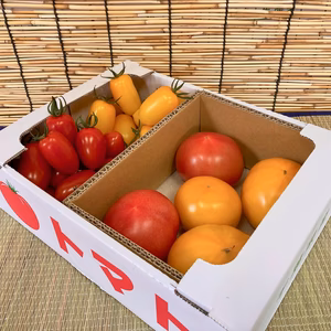 【お試し小箱】トマト4種の詰め合わせセット！【赤と黄色】