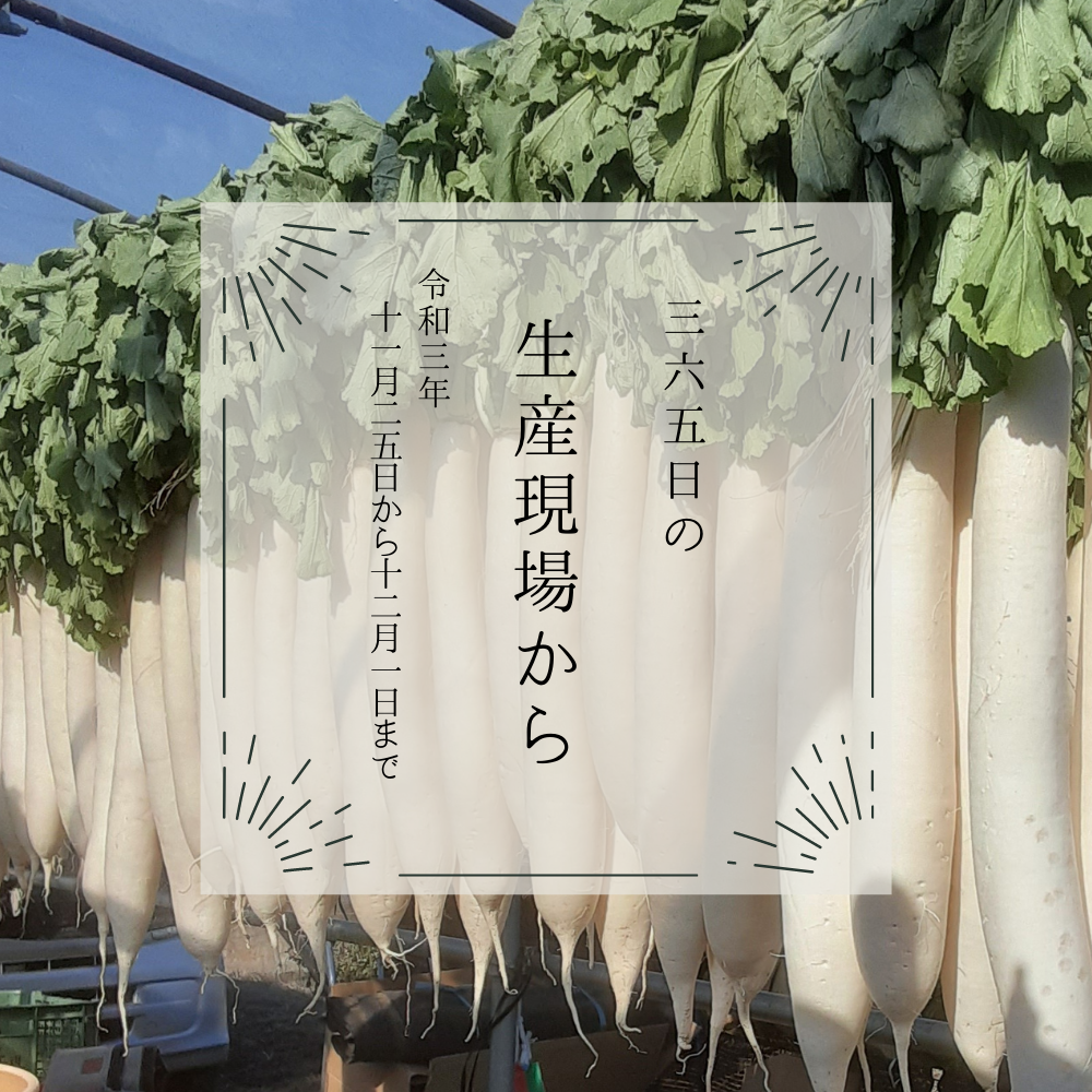 ずらり圧巻の大根干し☀️さて､何の製造風景でしょう？｜11月25日〜12