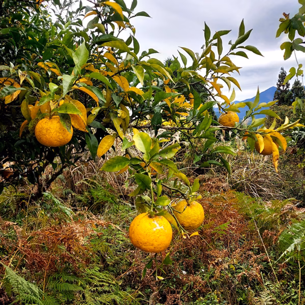 自然栽培　ゆず　枝葉付き
