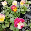虹のように花色が色々★虹色スミレ★ピンク系