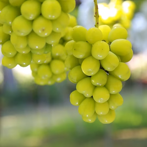 【限定数】2026年令和8年「8.9.10月」定期便季節のぶどう食べ比べ会♡