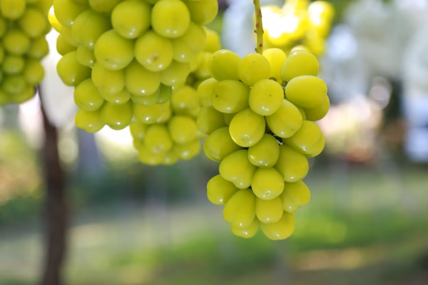 【限定数】2026年令和8年「8.9.10月」定期便季節のぶどう食べ比べ会♡