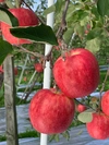 りんご丸々絞った100%青森県産りんごジュース‼️