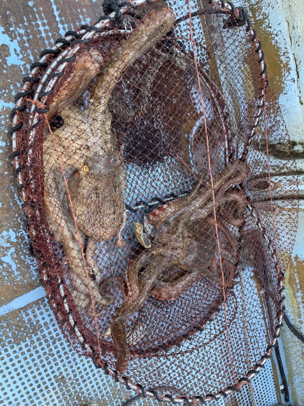 豊前海産　マダコ　タコ