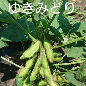 Herb & Dreams自慢の夕方採り枝豆✨3種類✨食べ比べセット‼️