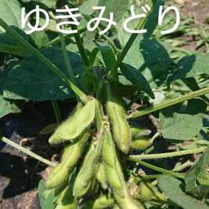 Herb & Dreams自慢の夕方採り枝豆✨5種類✨食べ比べセット‼️