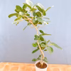 【在庫販売】　フィカス　ゴムの木　ベンガレンシス　曲がり　インテリアグリーン