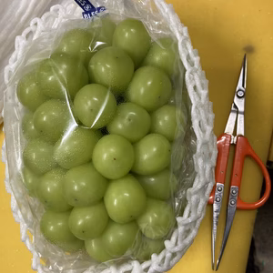 すぐ発送！超特大1.1キロ1房　シャインマスカット　超特大房