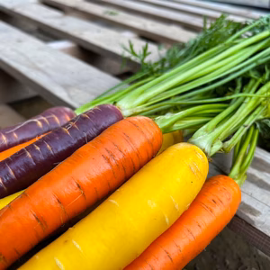 カラフル人参　1㎏　無農薬栽培