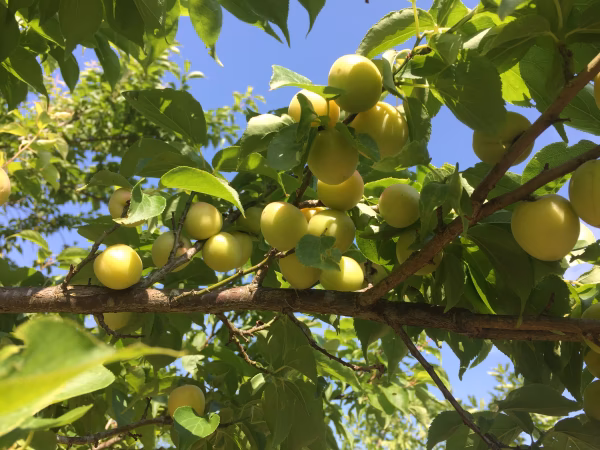 ＜無農薬・無施肥＞自然栽培　手もぎ樹上完熟梅　サイズ無選別