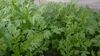 ちぢみほうれん草・春菊詰合せ