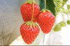 急げ〜‼︎数量限定の北ん馬（きたんま）いちごセット