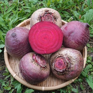＊甘くておいしい夏のビーツ＊ 農薬化学肥料不使用