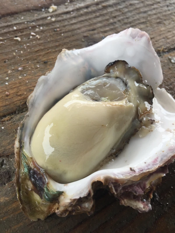夏の味覚！旨味たっぷり的矢産岩牡蠣Lサイズ！生食可