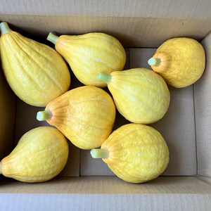 【鹿児島産】甘塩コリンキー箱込み4キロ^_^