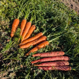 【自然栽培】人参&白菜セット