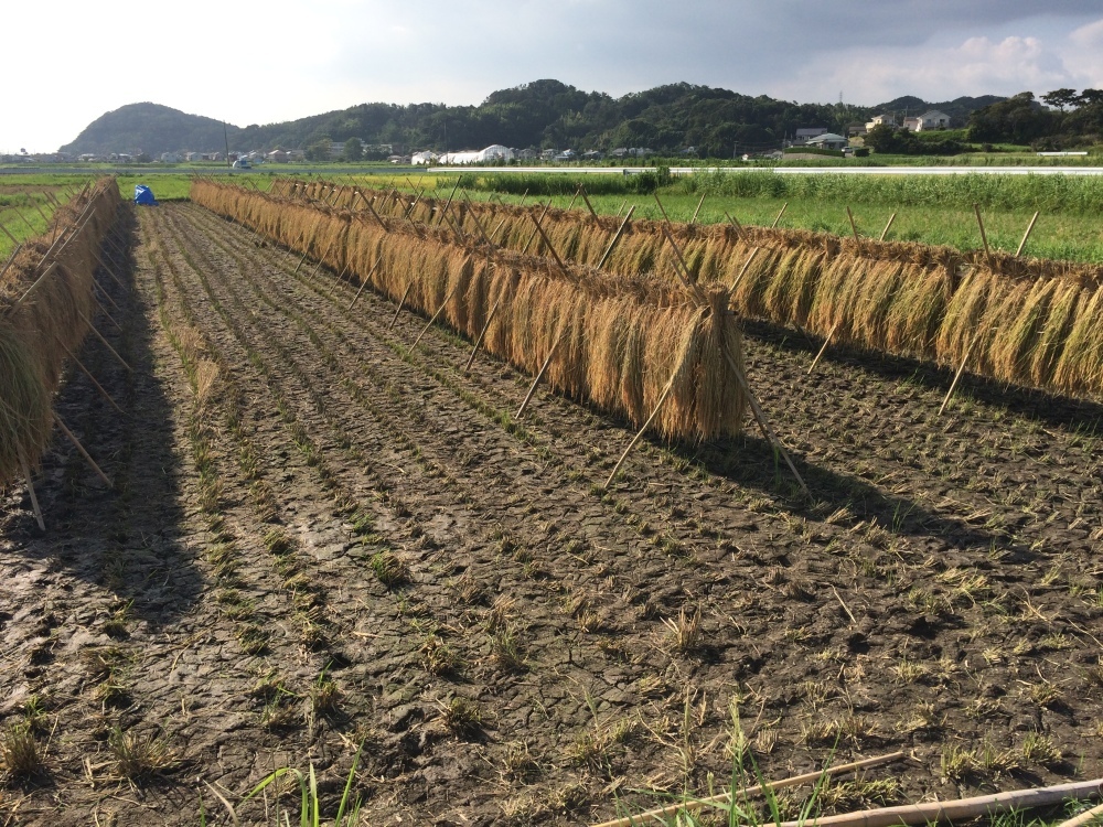 農薬・化学肥料・動物由来堆肥不使用 はざかけ米コシヒカリ  農家漁師 