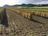 農薬・化学肥料・動物由来堆肥不使用  はざかけ米コシヒカリ