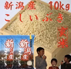 [新米]    新潟県産　こしいぶき10kg(玄米)    　令和5年産