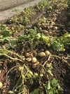 新ジャガイモ小玉4種盛り(キタアカリ、メークイン、ノーザンルビー、インカのひとみ