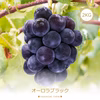 A-2 花笑み農園　岡山の『オーロラブラック』約2kg（3~4房）9月上旬～