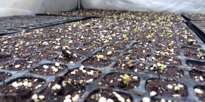 この気温が低いなか発芽した小松菜とサラダほうれん草。みんな生きています