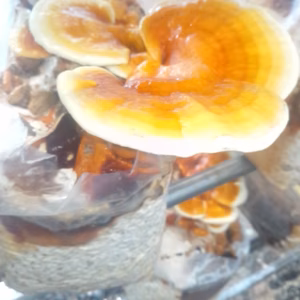 岩櫃山麓の霊芝　魅惑の薬膳酒　きのこ　