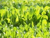 【JGAP認定農場】バラ売り！水耕栽培のサラダほうれん草＋小松菜！