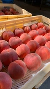 3ｗ7【白桃】『年間67品種の桃を栽培』品種は何が届くかお楽しみ♪3kg