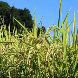 令和４年産　兵庫県産 にこまる ５ｋｇ 白米　こだわりのお米