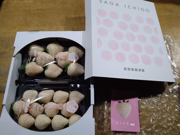 白いちご　雪うさぎ　平パック16Ｐ 特価