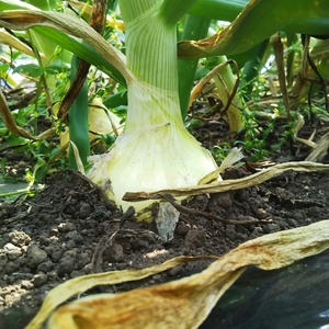 自然が生み出す旨い野菜IN宮崎