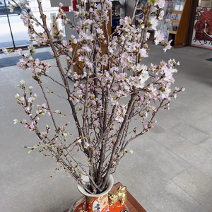 啓翁桜 信州から一足早い春を！