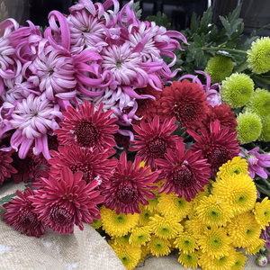 【年末年始限定】お花あふれる新年を！仏様用菊＋特殊マム5本お正月お得セット！（4
