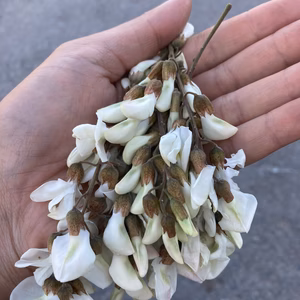 珍しい！ニセアカシアの花＋アク抜きわらび