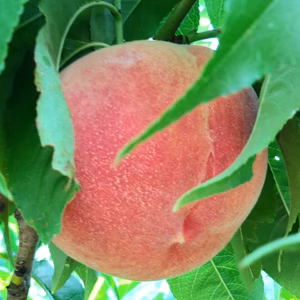 山梨 南アルプス市より【旬の桃】品種おまかせ！(自宅用)※常温便