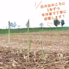 【朝採り！甘い！美味い！】富良野産アスパラガス1㎏