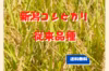 今だけ特別価格！希少な 従来品種！新潟県産 コシヒカリ <送料無料> こしひかり